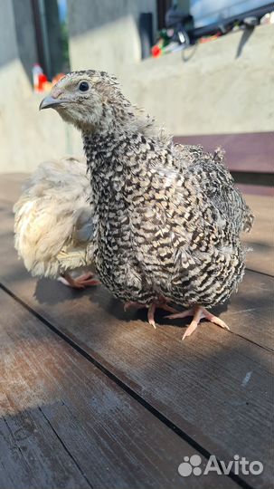 Ия перепелов