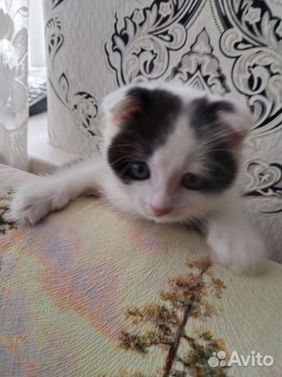 Котенок мальчик