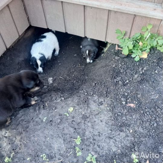 Двортерьер