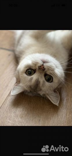 Британская кошечка