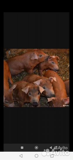 Поросята порода дюрок