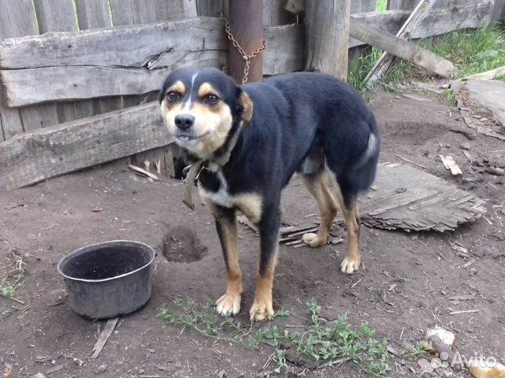 Пёс