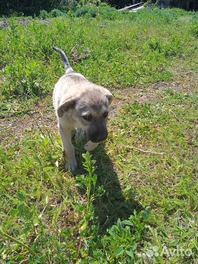 Отдам бесплатно щенков