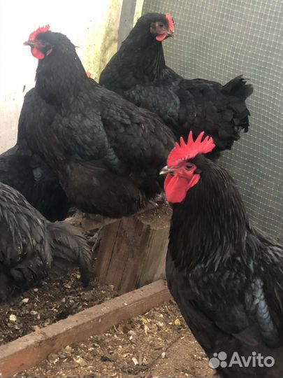 Джерсийский гигант