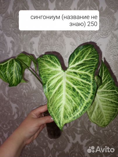 Сингониумы