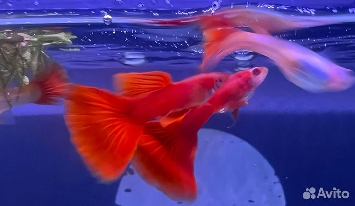 Гуппи чистая линия