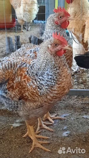 Мускусные утки