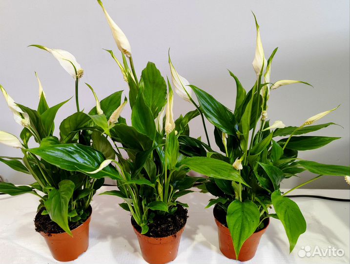 Спатифиллум