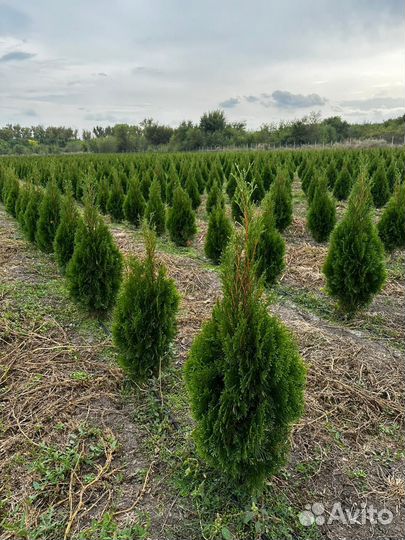 Туя западная Смарагд