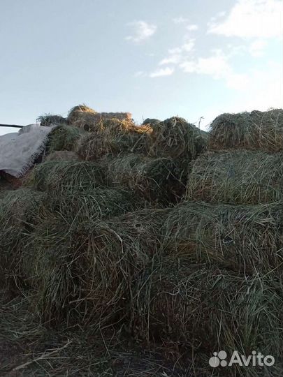 Сено в мини рулонах и тюках
