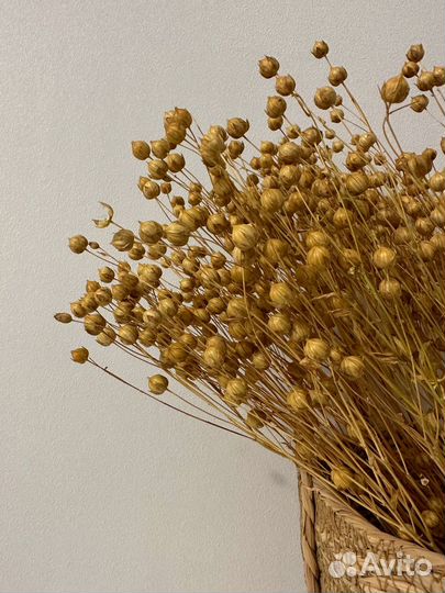 Лён сухоцвет