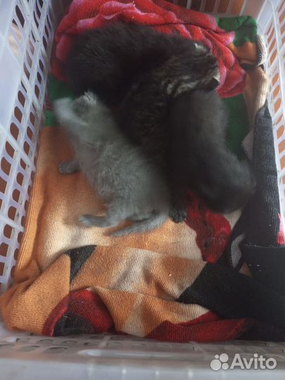 Домашние животные котята