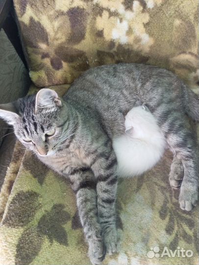 Кошка с катенком