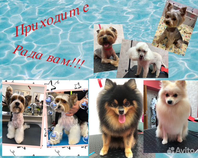 Груминг, стрижка собак (Пэт-стрижка)