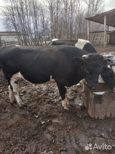 Быки и телки живым весом