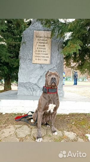 Вязка американский питбультерьер