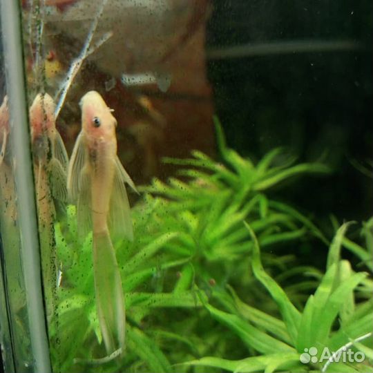 Анциструс L 144 золотой, рэд, вуаль, снежки