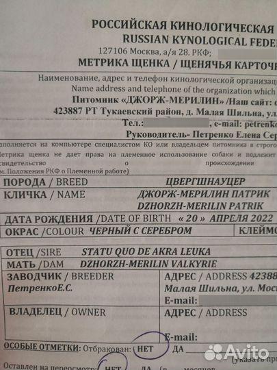 Цвергшнауцер вязка