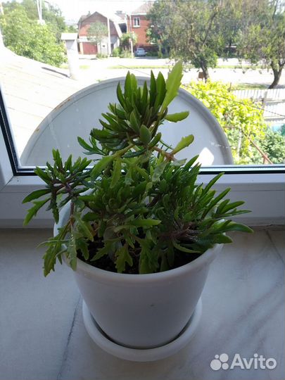 Оленьи рожки