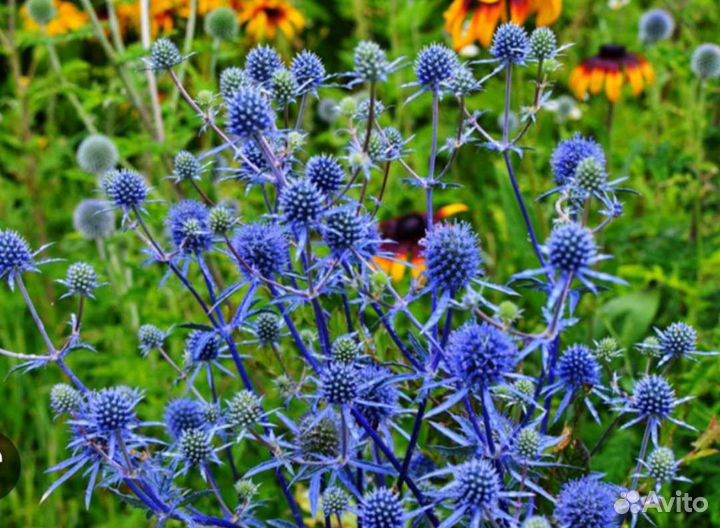 Растения для сада