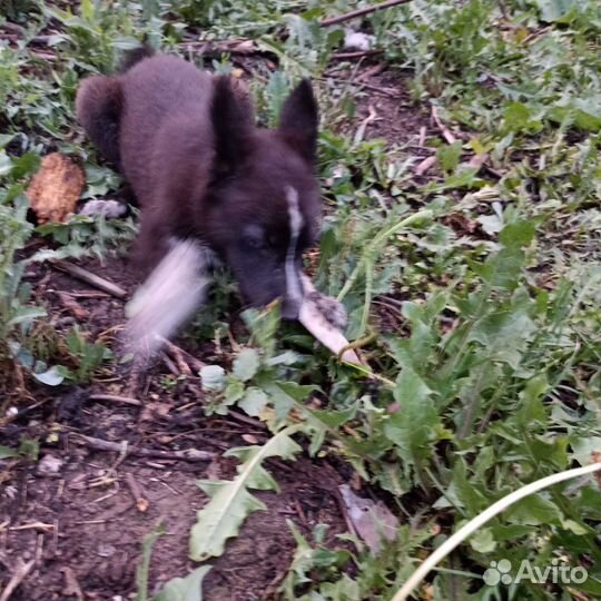 Собака в добрые руки отдам бесплатно