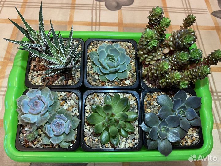 Суккуленты