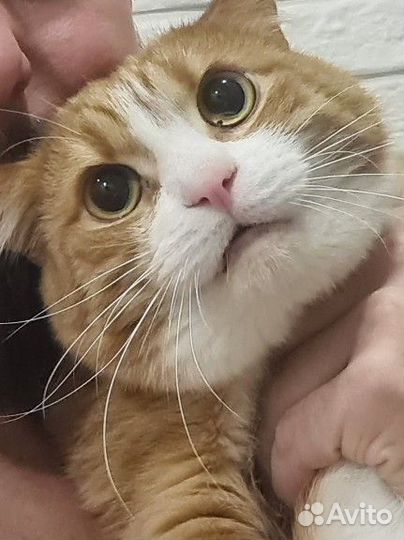 Отдам кота в добрые руки