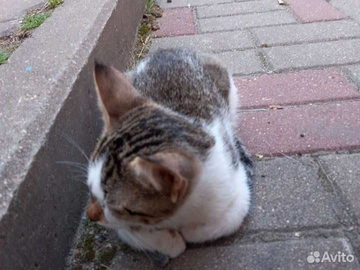 Кошка найдена на улице