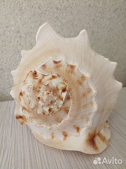 Ракушка морская раковина огромная 24 см