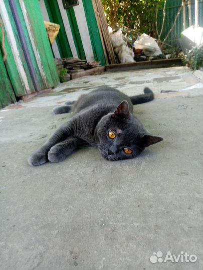 Британский кот, найден, чья потеря
