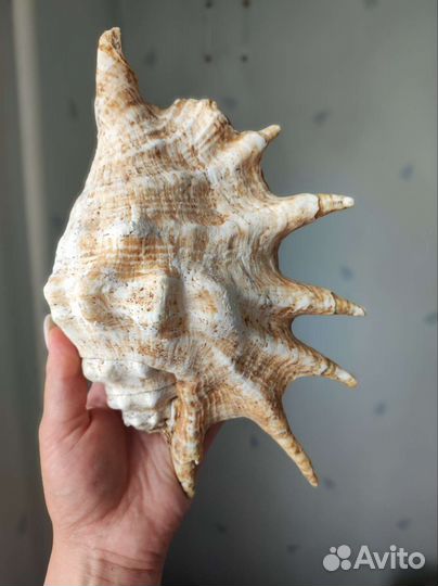 Морские кораллы, ракушки