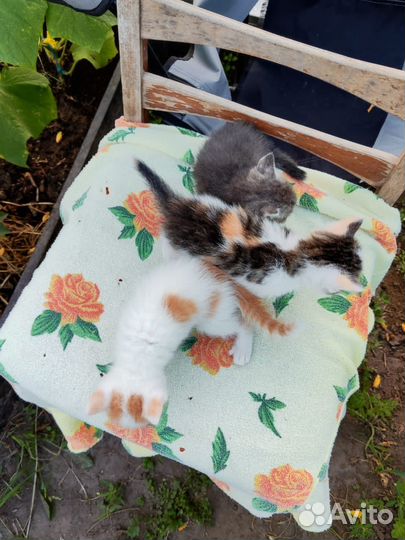 Котёнок