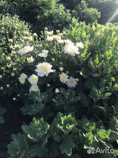 Хризантемы мультифлора