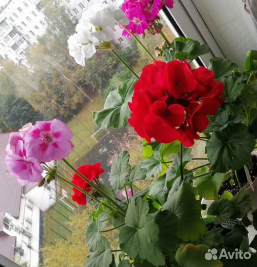 Пеларгония (Герань)