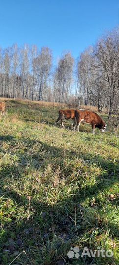 Продам Быков и Телок, порода Сментал