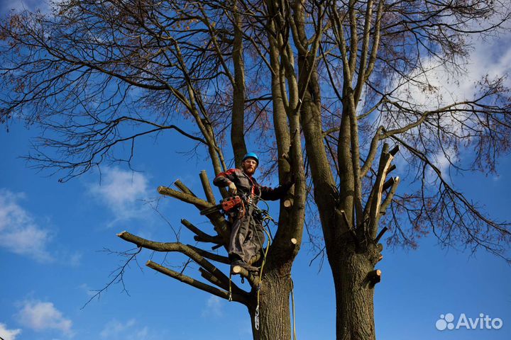 Спил деревьев