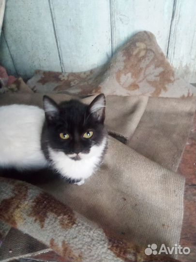 Кошка в дар бесплатно
