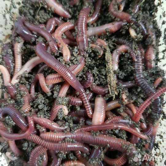 Черви для рыбалки