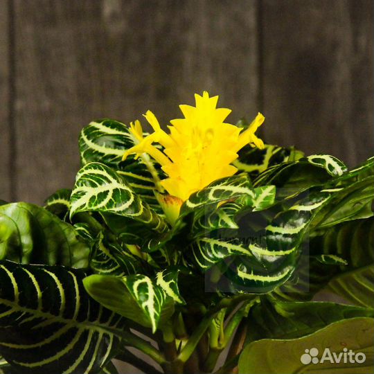 Афеландра Скуарроса Дания 30/12