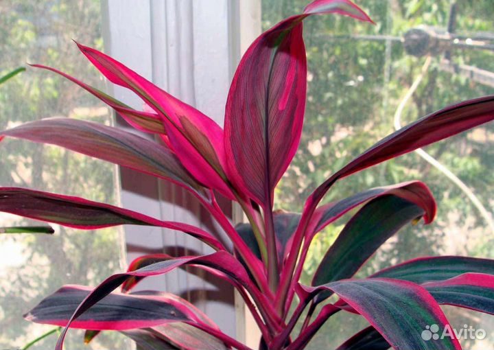 Комнатные цветы