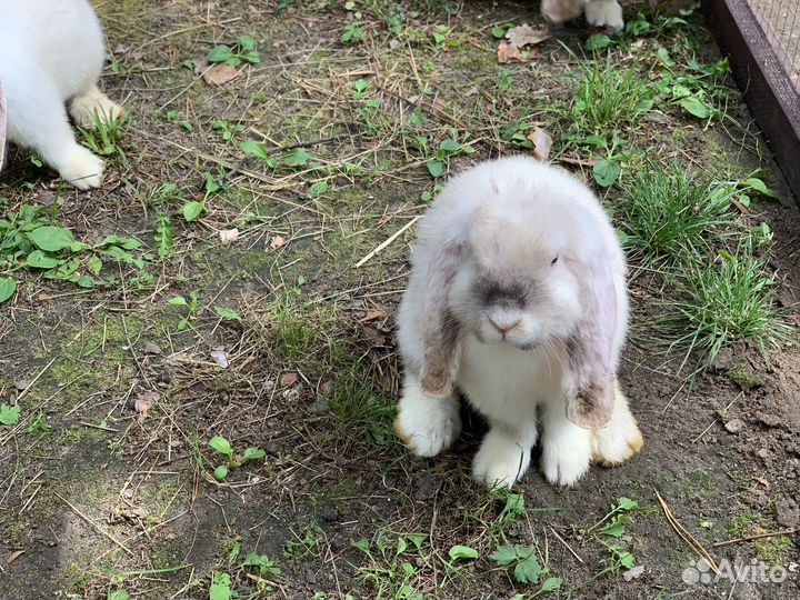 Кролик французский баран
