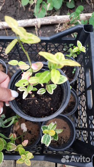 Лаванда, бересклет