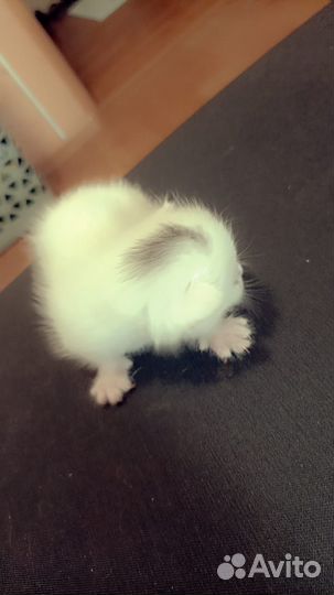 Котята турецкой ангоры