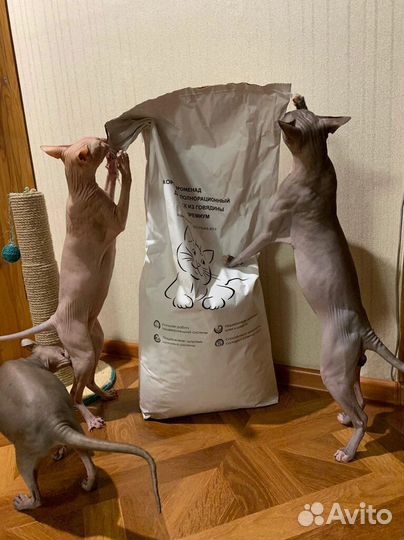 Променад корм для кошек
