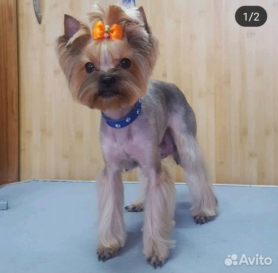 Стрижка собак(животных), грумер, груминг