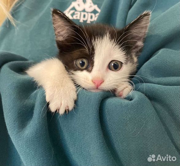 Котенок в добрые руки
