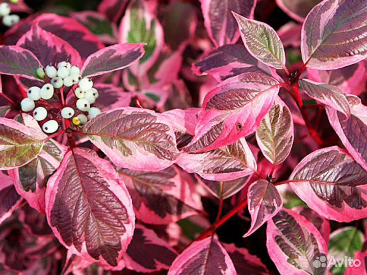 Дерен белый