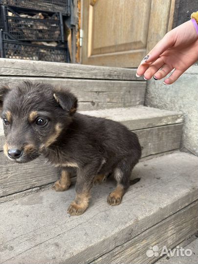Собаки в добрые руки