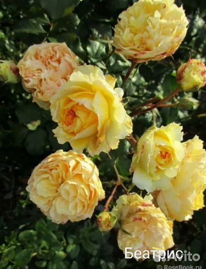 Саженцы роз