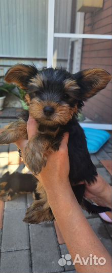 Йоркширский терьер щенки